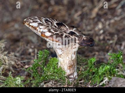 Schindelpilz (Sarcodon imbricatus), Wallis, Schweiz Stockfoto