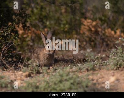 Europäischer Hase (Lepus europaeus), Extremadura, Castilla La Mancha, Spanien Stockfoto