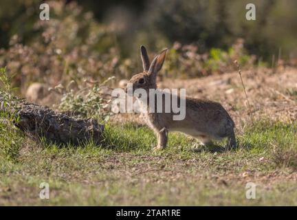 Europäischer Hase (Lepus europaeus), Extremadura, Castilla La Mancha, Spanien Stockfoto