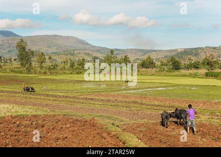 Manandoana, Madagaskar - 26. April 2019: Unbekannter madagassischer Bauer, der Reisfelder mit zwei Zebu pflügt (Indizienrinder), mehr Menschen arbeiten im Rücken. Ri Stockfoto