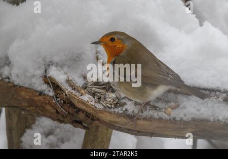 Europäische robin (Erithacus rubecula) Fütterung im Winter Stockfoto