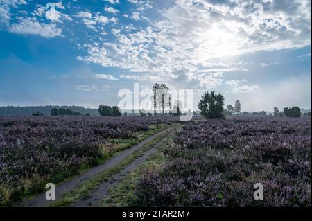 Weg durch Heide, blühende Gemeine Heide (Calluna vulgaris), Lüneburger Heide, Niedersachsen, Deutschland Stockfoto