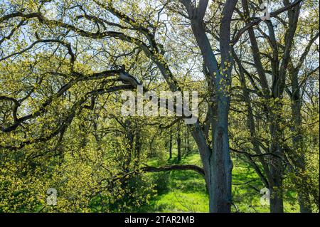 Englische Eichen (Quercus robur), Wald im Frühjahr, Elbtalwiesen, Niedersachsen Deutschland Stockfoto