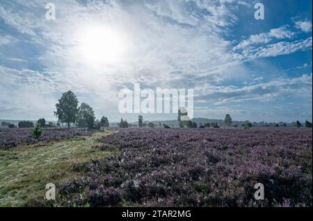 Weg durch Heide, blühende Gemeine Heide (Calluna vulgaris), Lüneburger Heide, Niedersachsen, Deutschland Stockfoto