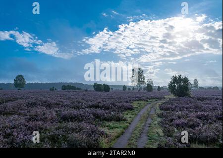 Weg durch Heide, blühende Gemeine Heide (Calluna vulgaris), Lüneburger Heide, Niedersachsen, Deutschland Stockfoto