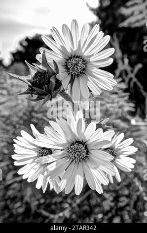 Eine Gruppe von vier jährlichen Sonnenblumenköpfen und einer verbrauchten Blume, die von der Sonne hinterleuchtet wird, in Schwarz-weiß. Stockfoto