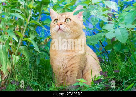 Überraschte Ingwerkatze in einem Dickicht aus Gras mit weit aufgerissenen Augen Stockfoto