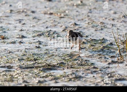 Auf der Suche nach Turnstone (Arenaria interpres) in Leigh on Sea, Essex Stockfoto