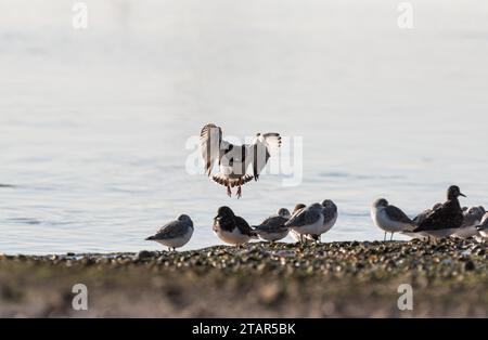 Turnstone (Arenaria Interpres) in Leigh on Sea, Essex, kommt an Land Stockfoto