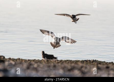 Turnstone (Arenaria Interpres) in Leigh on Sea, Essex, kommt an Land Stockfoto