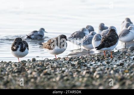 Turnstone (Arenaria interpres) in Leigh on Sea, Essex auf einem Bein Stockfoto