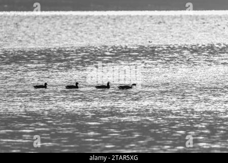 Brent Gänse (Branta bernicla) schwimmen in Leigh on Sea, Essex Stockfoto