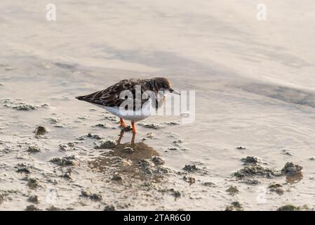 Auf der Suche nach Turnstone (Arenaria interpres) in Leigh on Sea, Essex Stockfoto