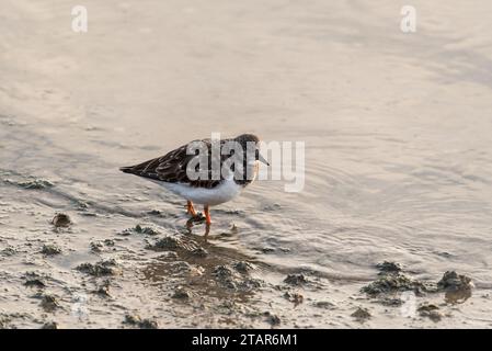 Auf der Suche nach Turnstone (Arenaria interpres) in Leigh on Sea, Essex Stockfoto