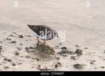 Auf der Suche nach Turnstone (Arenaria interpres) in Leigh on Sea, Essex Stockfoto