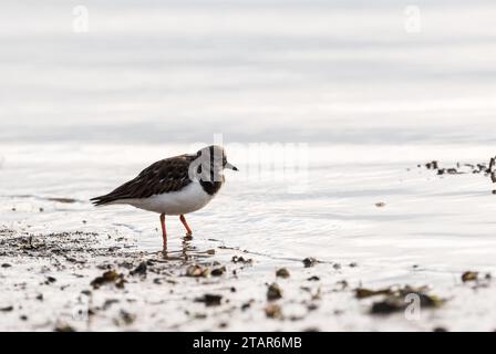 Auf der Suche nach Turnstone (Arenaria interpres) in Leigh on Sea, Essex Stockfoto