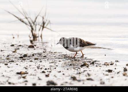 Auf der Suche nach Turnstone (Arenaria interpres) in Leigh on Sea, Essex Stockfoto