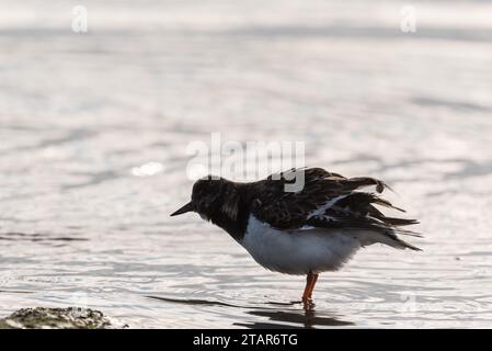 Stehende Turnstone (Arenaria interpres) in Leigh on Sea, Essex flufft seine Federn Stockfoto