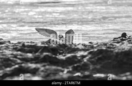 Landung Turnstone (Arenaria Interpres) in Leigh on Sea, Essex Stockfoto