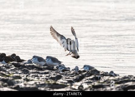 Landung Turnstone (Arenaria Interpres) in Leigh on Sea, Essex Stockfoto