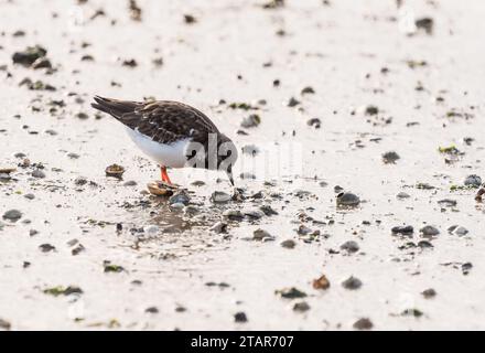 Auf der Suche nach Turnstone (Arenaria interpres) in Leigh on Sea, Essex Stockfoto