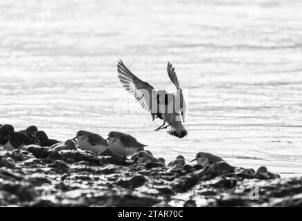 Landung Turnstone (Arenaria Interpres) in Leigh on Sea, Essex Stockfoto