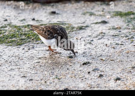 Auf der Suche nach Turnstone (Arenaria interpres) in Leigh on Sea, Essex Stockfoto