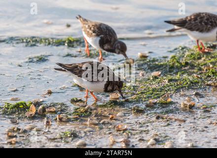 Auf der Suche nach Turnstone (Arenaria interpres) in Leigh on Sea, Essex Stockfoto