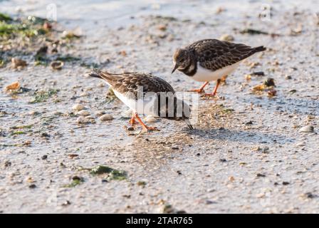 Auf der Suche nach Turnstone (Arenaria interpres) in Leigh on Sea, Essex Stockfoto