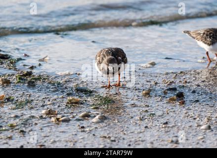 Auf der Suche nach Turnstone (Arenaria interpres) in Leigh on Sea, Essex Stockfoto