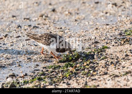 Auf der Suche nach Turnstone (Arenaria interpres) in Leigh on Sea, Essex Stockfoto