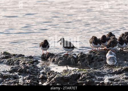 Stehende Turnstone (Arenaria Interpres) in Leigh on Sea, Essex Stockfoto