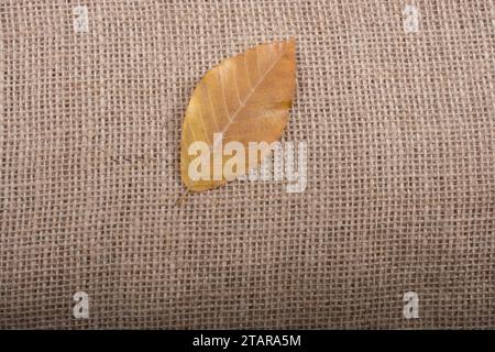 Ein separates trockenes Blatt der Herbstzeit Stockfoto