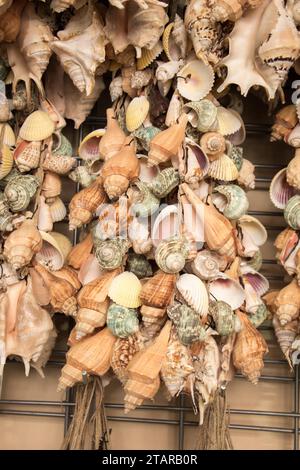 Verschiedene Arten von kleinen bunten Muscheln Stockfoto