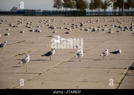 Möwen sind sich erholend auf einem Betonboden Stockfoto