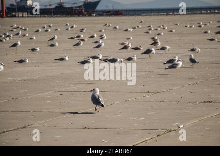 Möwen sind sich erholend auf einem Betonboden Stockfoto