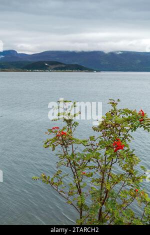 Europäische Gebirgsasche (Sorbus aucuparia L.) mit roten Beeren, auch bekannt als Dogberry oder Rowan Tree, Woody Point, Bonne Bay, Neufundland, Kanada Stockfoto