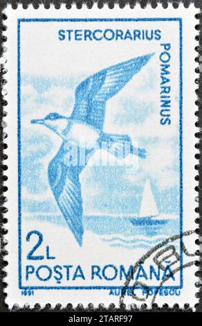Gestempelte Briefmarke von Rumänien, die Pomarine Jaeger (Stercorarius pomarinus) zeigt, um 1991. Stockfoto