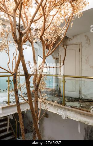 Ein toter Baum, der in einem verlassenen Herrenhaus wächst. Stockfoto