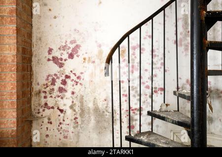 Lila oder rosa Schimmel wächst an der Wand eines Hauses. Stockfoto