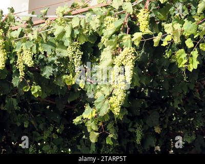 Gemeine Weinrebe, Weinrebe, Vigne, Vitis vinifera, bortermő szőlő, Sizilien, Sizilien, Italien, Europa Stockfoto