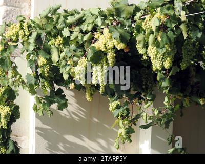 Gemeine Weinrebe, Weinrebe, Vigne, Vitis vinifera, bortermő szőlő, Sizilien, Sizilien, Italien, Europa Stockfoto