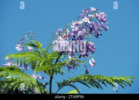 jacaranda, blaue Jacaranda, schwarzer Poui, Palisanderholzbaum, Jacaranda mimosifolia, mimózalevelű zsakaranda, Sizilien, Sizilien, Italien, Europa Stockfoto