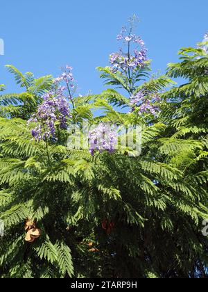 jacaranda, blaue Jacaranda, schwarzer Poui, Palisanderholzbaum, Jacaranda mimosifolia, mimózalevelű zsakaranda, Sizilien, Sizilien, Italien, Europa Stockfoto