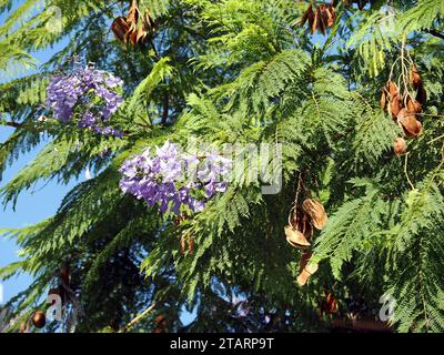 jacaranda, blaue Jacaranda, schwarzer Poui, Palisanderholzbaum, Jacaranda mimosifolia, mimózalevelű zsakaranda, Sizilien, Sizilien, Italien, Europa Stockfoto