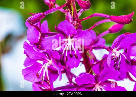 Laubblättriger Feuerweed in Hoonah, Icy Strait Point AK Stockfoto