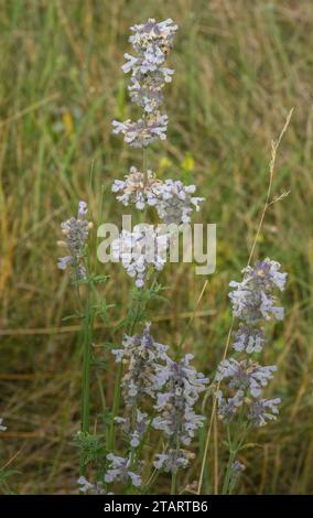 Kleine Katzenminze, Nepeta Nepetella in Blüte in den französischen Alpen. Stockfoto