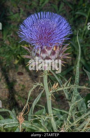 Cardoon, Cynara cardunkulus, in Blume im Garten. Stockfoto