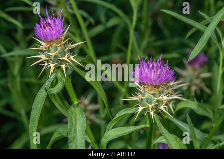 Rote Sterndistel, Centaurea calcitrapa, in Blüte. Rarität im Vereinigten Königreich. Stockfoto