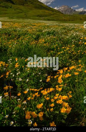 Ranunculus aconitifolius und Caltha palustris am Col de Petit St. Bernard Stockfoto